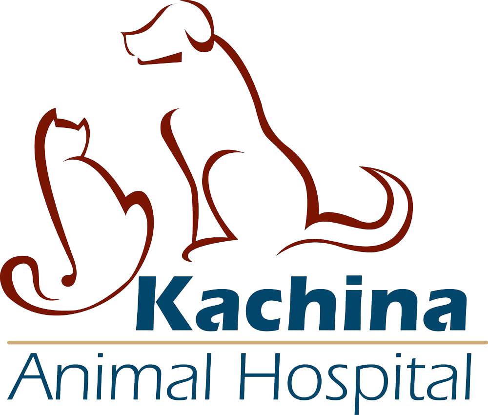 Home | Veterinarian in Dewey, AZ | Kachina Animal Hospital
